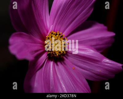 Eine Nahaufnahme einer Cosmos-Blume auf schwarzem Hintergrund Stockfoto