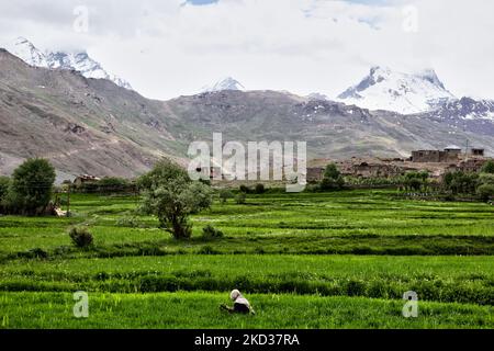 Muslimische Frau, die Hafer im Dorf Nun Kun in Ladakh, Indien, erntet. Der Berg Nun Kun ist in der Ferne zu sehen. (Foto von Creative Touch Imaging Ltd./NurPhoto) Stockfoto