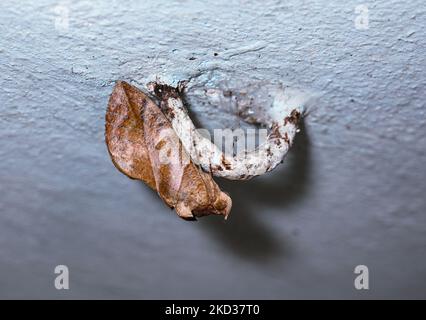 Die gewöhnliche Fruchtpiercing-Motte (Eudocima pfalonia) ist eine Noctuidae-Mottenfamilie, die sich am Deckenhaken befindet. Es kommt in weiten Teilen der Tropen vor, hauptsächlich in Asien, Afrika und Australien, aber auch in anderen Gebieten wie Hawaii, Neuseeland und den Gesellschaftsinseln. Es ist einer der größten Obstschädlinge der Welt. Dieses Foto wurde am 19/02/2022 in Tehatta, Westbengalen, Indien, aufgenommen. (Foto von Soumyabrata Roy/NurPhoto) Stockfoto