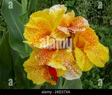 Nahaufnahme der hellen und bunten gelben und roten Canna-Lilie-Blumen, die an den Hängen des Mahawu-Vulkans, Tomohon, Nord-Sulawesi, Indonesien, blühen Stockfoto