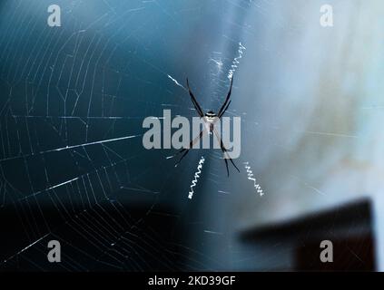 Argiope anasuja, eine Art harmloser Orbis-Weberspinnen (Familie Araneidae), die von den Seychellen über Indien, Pakistan und Sri Lanka und auf den Malediven gefunden wurde, befindet sich am 21/02/2022 in einem Haus in Tehatta, Westbengalen, Indien. (Foto von Soumyabrata Roy/NurPhoto) Stockfoto