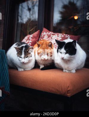 Eine vertikale Aufnahme von drei Katzen kurzhaariger Hausrasse, die sich auf einer weichen Couch entspannen Stockfoto