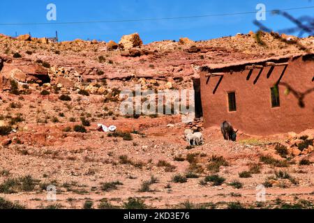 Schafe und ein kleiner Esel vor einem traditionellen Lehmziegeldorf in Ait Benhaddou, Marokko, Afrika. (Foto von Creative Touch Imaging Ltd./NurPhoto) Stockfoto