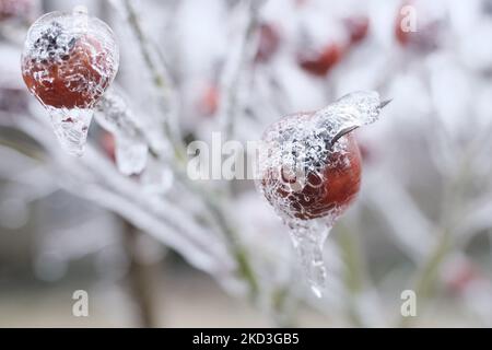 An einem winterlichen Morgen des 25. Februar 2022 bildet sich in der Nordwestabteilung von Philadelphia, PA, USA, Eis auf Ästen. (Foto von Bastiaan Slabbers/NurPhoto) Stockfoto