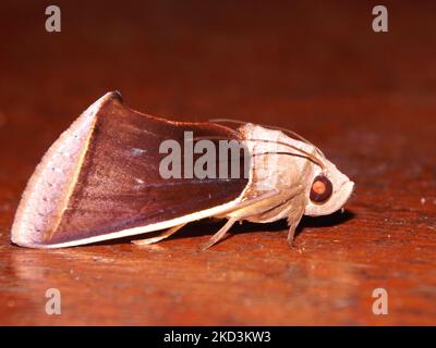 Eine Eulentaue oder Schnauzwurm- oder Armywurmmotte (Familie Noctuidae) Gonodonta syrna-Art, die auf dunklem Hintergrund aus dem Dschungel von Belize isoliert ist Stockfoto