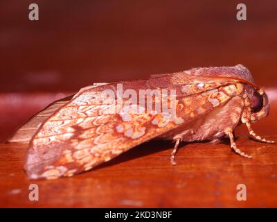 Eulentauchfalter (Familie Noctuidae) Arten, die auf einem Holzgrund aus dem Dschungelregenwald von Belize isoliert sind Stockfoto