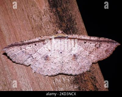 Eulenmotte (Hexenmotte) (Familie Noctuidae) Letis-Arten, die auf einem natürlichen Hintergrund aus dem Dschungel von Belize isoliert sind Stockfoto