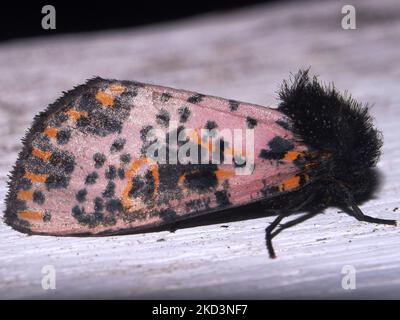 Eulchen-, Schnauzwurm- oder Armwurmmotte (Familie Noctuidae) Noctuinae; Glottulini - Xanthopastis-Art isoliert auf weißem Hintergrund aus dem Dschungel Stockfoto