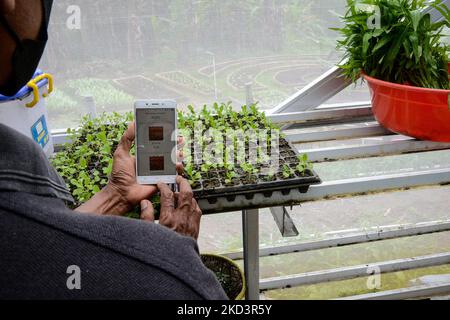 Ein Landwirt überwacht das Pflanzenwachstum mithilfe der Agrartechnik-App auf seinem Smartphone auf einem Feld KWT Asri GWKP in Bogor, West Java, Indonesien, 27. Februar 2022. Die digitale Landwirtschaft hat das Potenzial, viele der Ziele für nachhaltige Entwicklung (Sustainable Development Goals, SDGs) voranzubringen, um die Landwirtschaft produktiver, konsistenter und Zeit und Ressourcen effizienter zu nutzen. (Foto von Adriana Adie/NurPhoto) Stockfoto