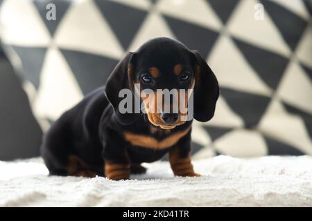 Niedlicher kleiner Wursthund 10 Wochen alt auf dem grauen Sofa drinnen Stockfoto