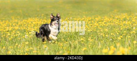 Schöner Border Collie Hund auf einer grünen Wiese mit Elendelionen im Frühling der Saison. Stockfoto