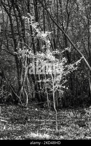 Sonnenbeschienenen Bäumen und Blättern in monochrom Stockfoto