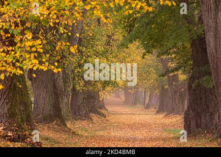 Schöne Lime Tree Gasse im Herbst in Deutschland Bayern in der Nähe von Mindelheim Stockfoto