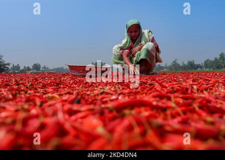 Frauen verarbeiten und trocknen roten Chilischoten unter der Sonne in der Nähe des Jamuna-Flusses Bogra Bangladesch 06. März 2022. Jeden Tag verdienen sie weniger als $1 US-Dollar (Taka. 70) nach der Arbeit 10 Stunden am Tag. (Foto von Kazi Salahuddin Razu/NurPhoto) Stockfoto