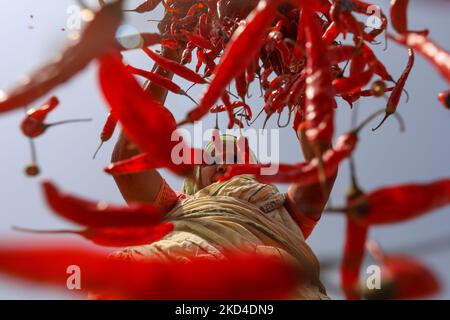 Frauen verarbeiten und trocknen roten Chilischoten unter der Sonne in der Nähe des Jamuna-Flusses Bogra Bangladesch 06. März 2022. Jeden Tag verdienen sie weniger als $1 US-Dollar (Taka. 70) nach der Arbeit 10 Stunden am Tag. (Foto von Kazi Salahuddin Razu/NurPhoto) Stockfoto
