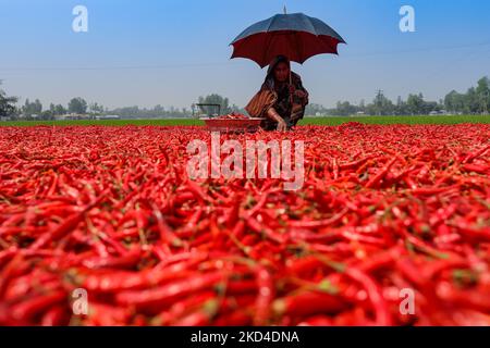 Frauen verarbeiten und trocknen roten Chilischoten unter der Sonne in der Nähe des Jamuna-Flusses Bogra Bangladesch 06. März 2022. Jeden Tag verdienen sie weniger als $1 US-Dollar (Taka. 70) nach der Arbeit 10 Stunden am Tag. (Foto von Kazi Salahuddin Razu/NurPhoto) Stockfoto
