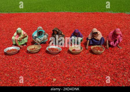 Frauen verarbeiten und trocknen roten Chilischoten unter der Sonne in der Nähe des Jamuna-Flusses Bogra Bangladesch 06. März 2022. Jeden Tag verdienen sie weniger als $1 US-Dollar (Taka. 70) nach der Arbeit 10 Stunden am Tag. (Foto von Kazi Salahuddin Razu/NurPhoto) Stockfoto