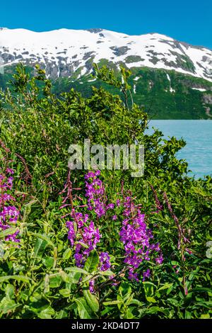 Fireweed; Chamaenerion angustifolium; in der Nähe des Boggs Visitor Centre; Portage Lake; Portage Glacier; Maynard Mountain; Chugach National Forest; Portage; A Stockfoto