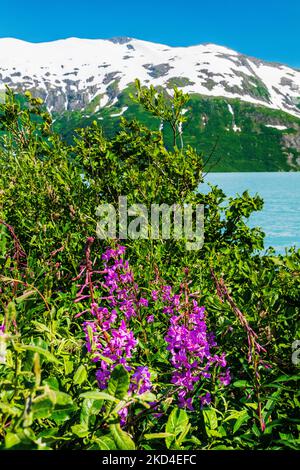 Fireweed; Chamaenerion angustifolium; in der Nähe des Boggs Visitor Centre; Portage Lake; Portage Glacier; Maynard Mountain; Chugach National Forest; Portage; A Stockfoto