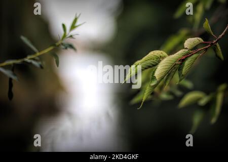 Eine selektive Fokusaufnahme von kleinen Blättern auf einem Baum Stockfoto