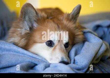 Nahaufnahme Portrait Corgi flauschiger Hund auf einer Decke liegend Stockfoto