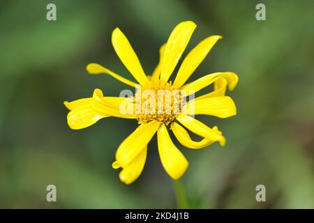 Eine Nahaufnahme einer Euryops pectinatus Blume auf einem grünen unscharfen Hintergrund Stockfoto