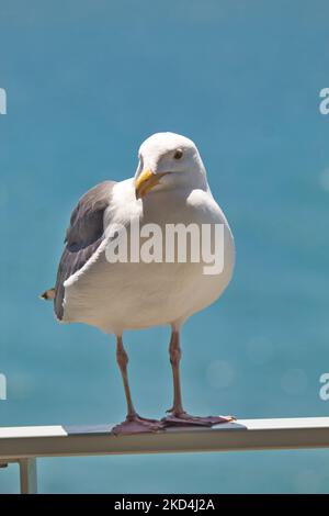 Eine Möwe (Larinae) sitzt auf einem Balkongeländer mit dem blauen Wasser im Hintergrund Stockfoto