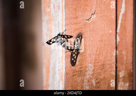 Die Handmaiden-Motten (Amati-Muscheseepaaren) sind Tagesflieger der Familie der Arctiinae oder Tiger-Motten und der Unterfamilie Syntominae, sie imitieren Wespen in ihrem Körper und ihren Farbstellungen. Dieses Foto wurde in Tehatta, Westbengalen, Indien, am 8. März 2022 aufgenommen (Foto von Soumyabrata Roy/NurPhoto) Stockfoto