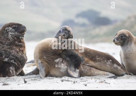 Seelöwen aus Neuseeland paaren sich am 10. März 2022 in Allans Beach in der Nähe von Dunedin, Neuseeland. Die Otago-Halbinsel von Dunedin ist eines der beliebtesten Reiseziele Neuseelands mit Pinguinen mit Gelbaugen, Seelöwen, Seehunden und anderen Wildtieren. Neuseeländische Seelöwen sind eine der seltensten Seelöwen-Arten der Welt und werden nur in Neuseeland gefunden. (Foto von Sanka Vidanagama/NurPhoto) Stockfoto