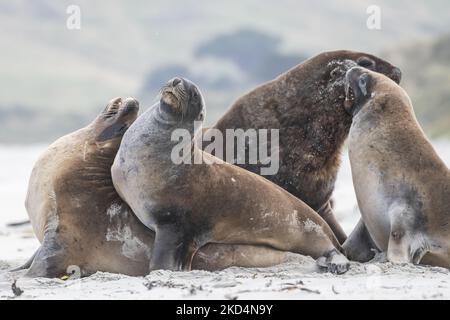 Seelöwen aus Neuseeland paaren sich am 10. März 2022 in Allans Beach in der Nähe von Dunedin, Neuseeland. Die Otago-Halbinsel von Dunedin ist eines der beliebtesten Reiseziele Neuseelands mit Pinguinen mit Gelbaugen, Seelöwen, Seehunden und anderen Wildtieren. Neuseeländische Seelöwen sind eine der seltensten Seelöwen-Arten der Welt und werden nur in Neuseeland gefunden. (Foto von Sanka Vidanagama/NurPhoto) Stockfoto