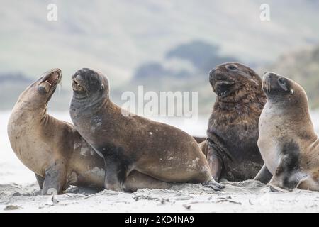 Seelöwen aus Neuseeland paaren sich am 10. März 2022 in Allans Beach in der Nähe von Dunedin, Neuseeland. Die Otago-Halbinsel von Dunedin ist eines der beliebtesten Reiseziele Neuseelands mit Pinguinen mit Gelbaugen, Seelöwen, Seehunden und anderen Wildtieren. Neuseeländische Seelöwen sind eine der seltensten Seelöwen-Arten der Welt und werden nur in Neuseeland gefunden. (Foto von Sanka Vidanagama/NurPhoto) Stockfoto