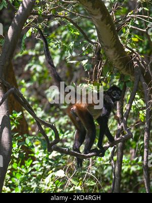 Mexikanischer Spinnenaffe (Ateles geoffroyi vellerosus) im Baum trägt Kragen mit Sender im Sumidero Canyon National Park. Am Mittwoch, den 9. März 2022, fand in Tuxtla Gutiérrez, Chiapas, Mexiko. (Foto von Artur Widak/NurPhoto) Stockfoto