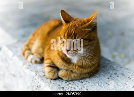 Eine flache Aufnahme einer streunenden rot gestromten Katze, die draußen auf Steinboden schläft Stockfoto