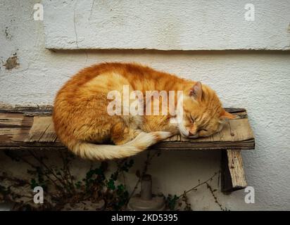 Eine wunderschöne Aufnahme einer streunenden rot gestromten Katze, die auf einem Holzregal an einer weißen Wand schläft Stockfoto