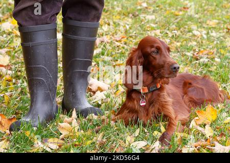 Unterwegs in herbstlicher Natur mit einem irischen Setter Hund und Gummistiefeln. Stockfoto