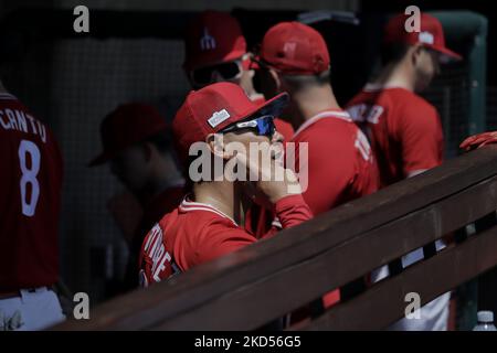 Mitglieder des Teams Diablos Rojos del México begannen die Vorsaison 2022 mit ihrem ersten Training im Estadio Alfredo Harp Helú in Mexiko-Stadt. An diesem ersten Trainingstag waren 20 Außenfeldspieler und 25 Pitcher dabei, und das Team wartet auf den Bericht der Kanoneballers Japhet Amador und der amerikanischen Verstärkung Justin Bour. (Foto von Gerardo Vieyra/NurPhoto) Stockfoto