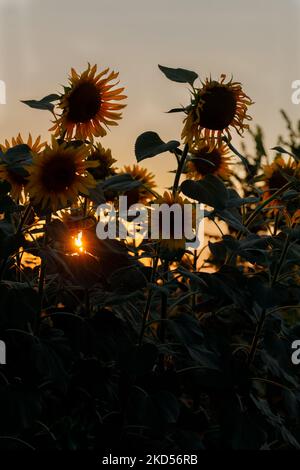 Sonnenblumen bei Sonnenuntergang. Wunderschöne große Blumen, gelbe Blüten, Nahaufnahme blühend auf dem Feld, schwarze Knospe, Samen, Sonnenblumengarten, natürlicher Hintergrund Stockfoto