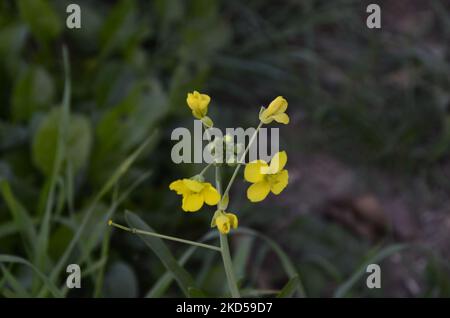 Gelbe Wildblume, grünes Gras. Nahaufnahme. Stockfoto