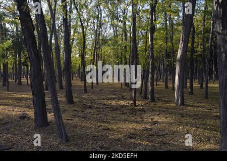 Kiefern gepflanzt in Reihen und Schatten, Licht spielt... Stockfoto