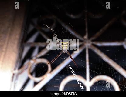 Signature Spider (Argiope anasuja) ist eine harmlose Orb-Weberspinne (Familie Araneidae). Signature-Spinnen können Insekten fangen und fressen, die doppelt so groß sind. Dieser Signature Spider hat seinen Namen von den zwei bis vier einzigartigen Zickzackstreifen seines Netzes, und die Zickzackstreifen werden als stabilimentum bezeichnet. Dieses Foto wurde am 19/03/2022 in Tehatta, Westbengalen, Indien, aufgenommen. (Foto von Soumyabrata Roy/NurPhoto) Stockfoto