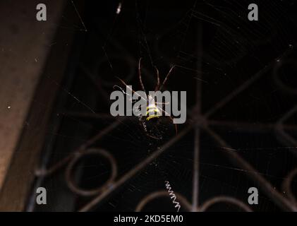 Signature Spider (Argiope anasuja) ist eine harmlose Orb-Weberspinne (Familie Araneidae). Signature-Spinnen können Insekten fangen und fressen, die doppelt so groß sind. Dieser Signature Spider hat seinen Namen von den zwei bis vier einzigartigen Zickzackstreifen seines Netzes, und die Zickzackstreifen werden als stabilimentum bezeichnet. Dieses Foto wurde am 19/03/2022 in Tehatta, Westbengalen, Indien, aufgenommen. (Foto von Soumyabrata Roy/NurPhoto) Stockfoto