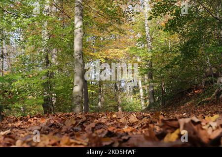 Goldbraune Herbstblätter bedecken den Boden im sonnenbeschienenen Wald Stockfoto