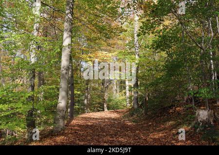 Ein Pfad voller goldbraun gefallener Blätter führt durch den bunten, sonnendurchfluteten Herbstwald Stockfoto