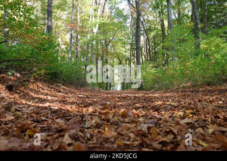 Braune Herbstblätter bedecken reichlich den Boden eines Waldweges vor noch grünen Bäumen im Hintergrund Stockfoto