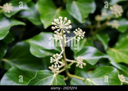 Efeu- oder Hedera-Dolden wachsen im Herbst oder Herbst an einer Wand. Stockfoto