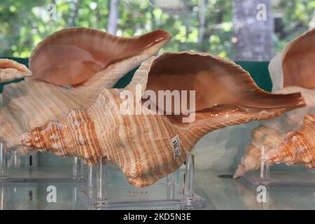 Große Pferdeschneckenmuscheln, Sanibel Island, Florida, USA, am 24. August, 2012. (Foto von Creative Touch Imaging Ltd./NurPhoto) Stockfoto