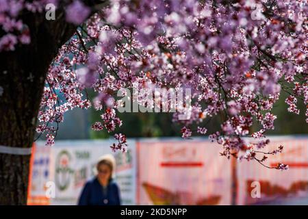 Blühende Bäume, in Rieti, Italien, am 21. März 2022. (Foto von Riccardo Fabi/NurPhoto) Stockfoto