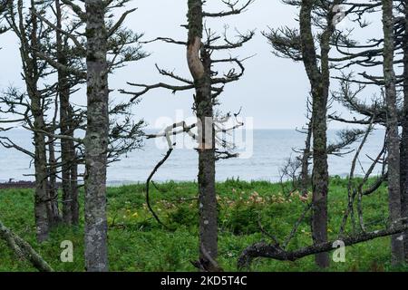 Küstenwald mit Zwergkiefern an der Pazifikküste, Kuril-Inseln Stockfoto