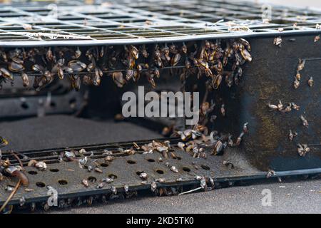 Kolonie junger Meeresorganismen, Biofouling auf schwimmenden anthropogenen Trümmern (schwimmende, ausrangierte Kunststoffpalette) Stockfoto