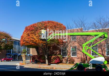 GALAX, VIRGINIA, USA-15. OKTOBER 2022: Arbeiter trimmen Baum aus hydraulischen Aufzug. Farbenfroher Herbsttag. Stockfoto